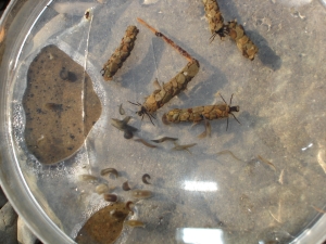 Köcherfliegenlarven und Strudelwürmer in einer Petrischale
